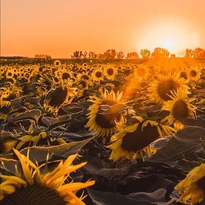 Meet your Posher, Ale